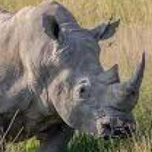 Advanced assisted reproduction technologies against the imminent extinction of most rhino species
