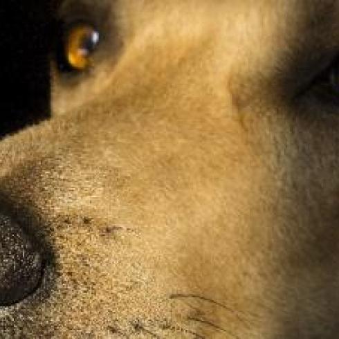 Dogs also recognize us in photographs