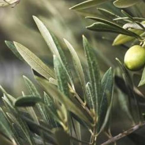 The cardiovascular benefits of hydroxytyrosol