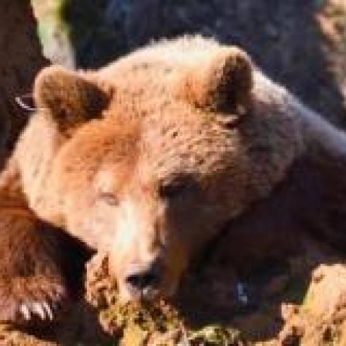 Hibernating bears do not develop muscle atrophy. A Unipd study reveals this