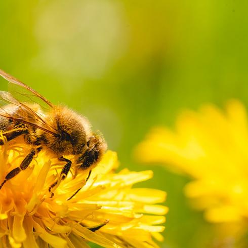 Solitary bees, a resource for agriculture and landscape