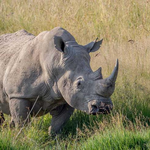 Research developments and the race against time to save the northern white rhino
