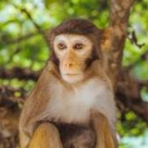 Rhesus Monkeys: using numbers and videogames to demonstrate their understanding of the relative numerical middle