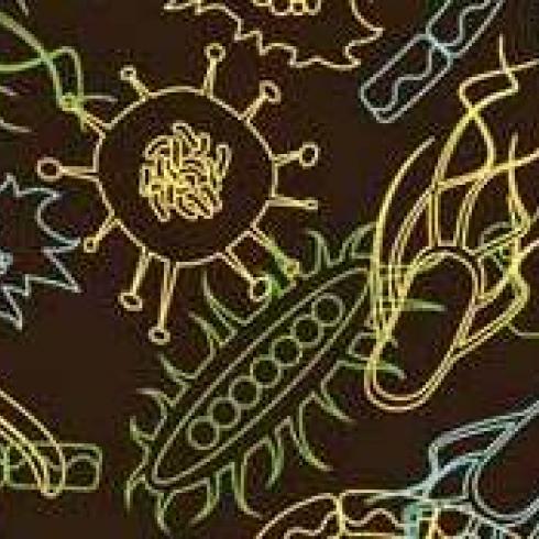 A “new” biology of organisms. Research published by the Holobiont Biology Network