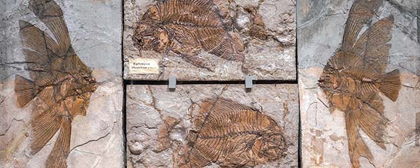 Museum of Nature and Humankind - Padua - Bolca fossil