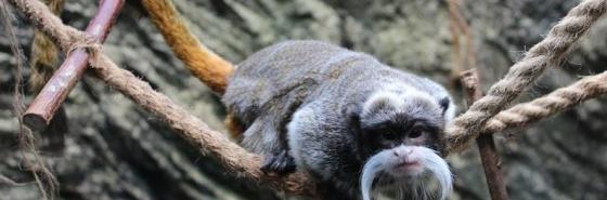 monkey