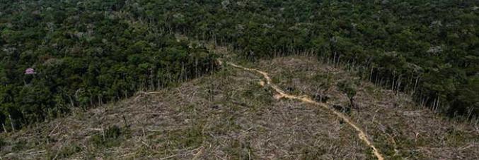 amazzonia