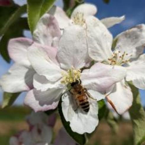 Unipd research: the best pollinators come from nature