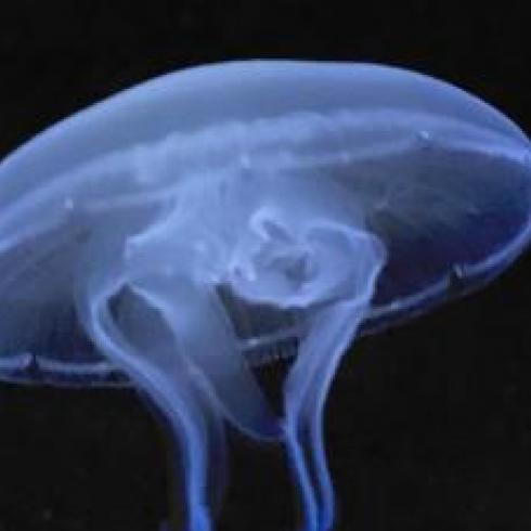 Curious Jellyfish Open New Avenues for Nervous System Research