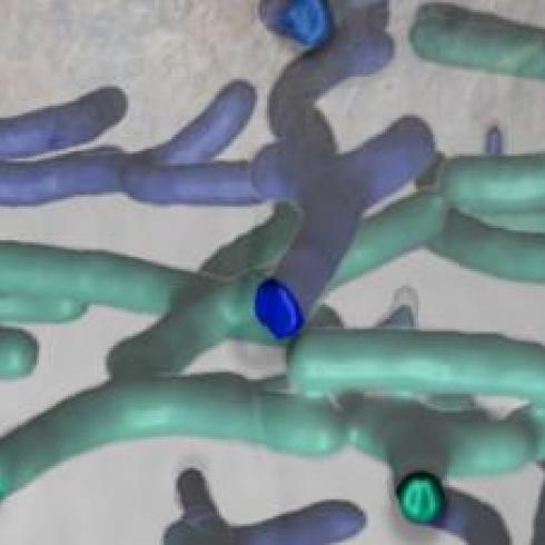 New investigations and discoveries about the hidden life of wood-dwelling insects