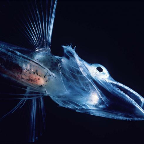 Sequencing the genome of icefish, the vertebrate living without hemoglobin