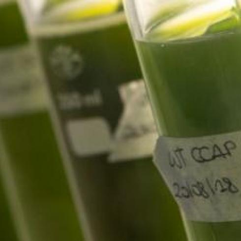 Powered by sunlight, scientists investigate a marine microalga that could contribute to a more sustainable bioeconomy