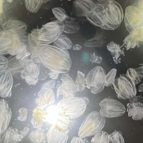 A silent invader in the Venice Lagoon