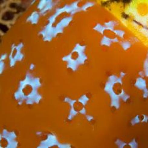 Are the Lagoons of Venice hiding the secrets to defeating Alzheimer’s and Parkinson's disease?