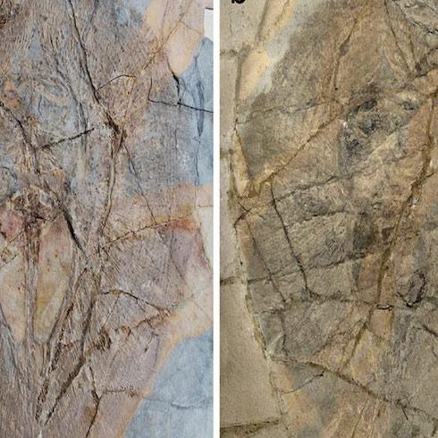 From the museum, a new race of myliobatiform is found in fossils