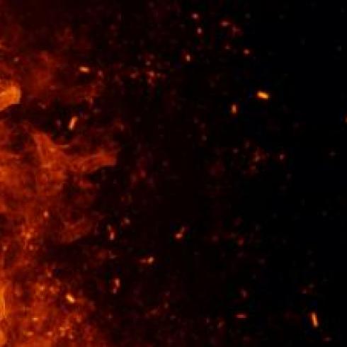 The potential accumulation of flame retardants in the food chain