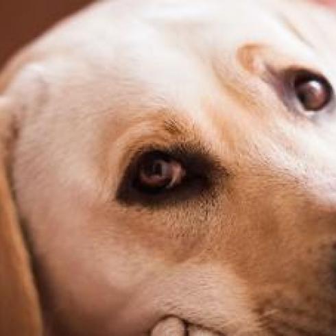 Research. Dogs may grieve over the death of other dogs