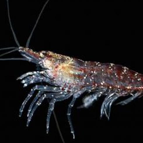 The Enormous Krill Genome