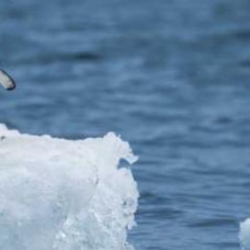 Unipd Participates in the New EU Project WOBEC Project Determining How the Decrease in Sea Ice Affects Biodiversit