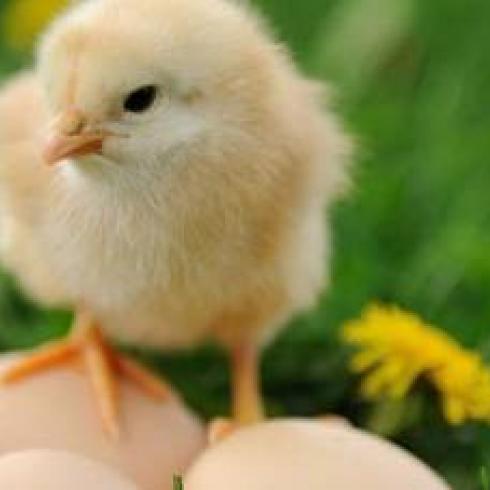 Unipd Research: exploring cognitive differences in two hybrid broiler chicken strains