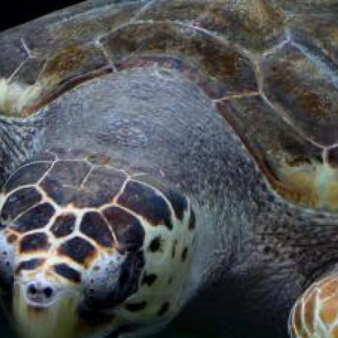 A study of fossil specimens reveals the eating and reproductive habits of sea turtles
