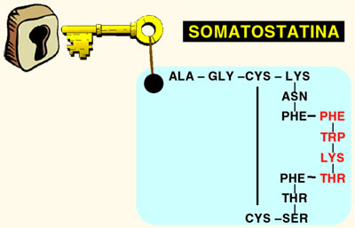 somatostatina