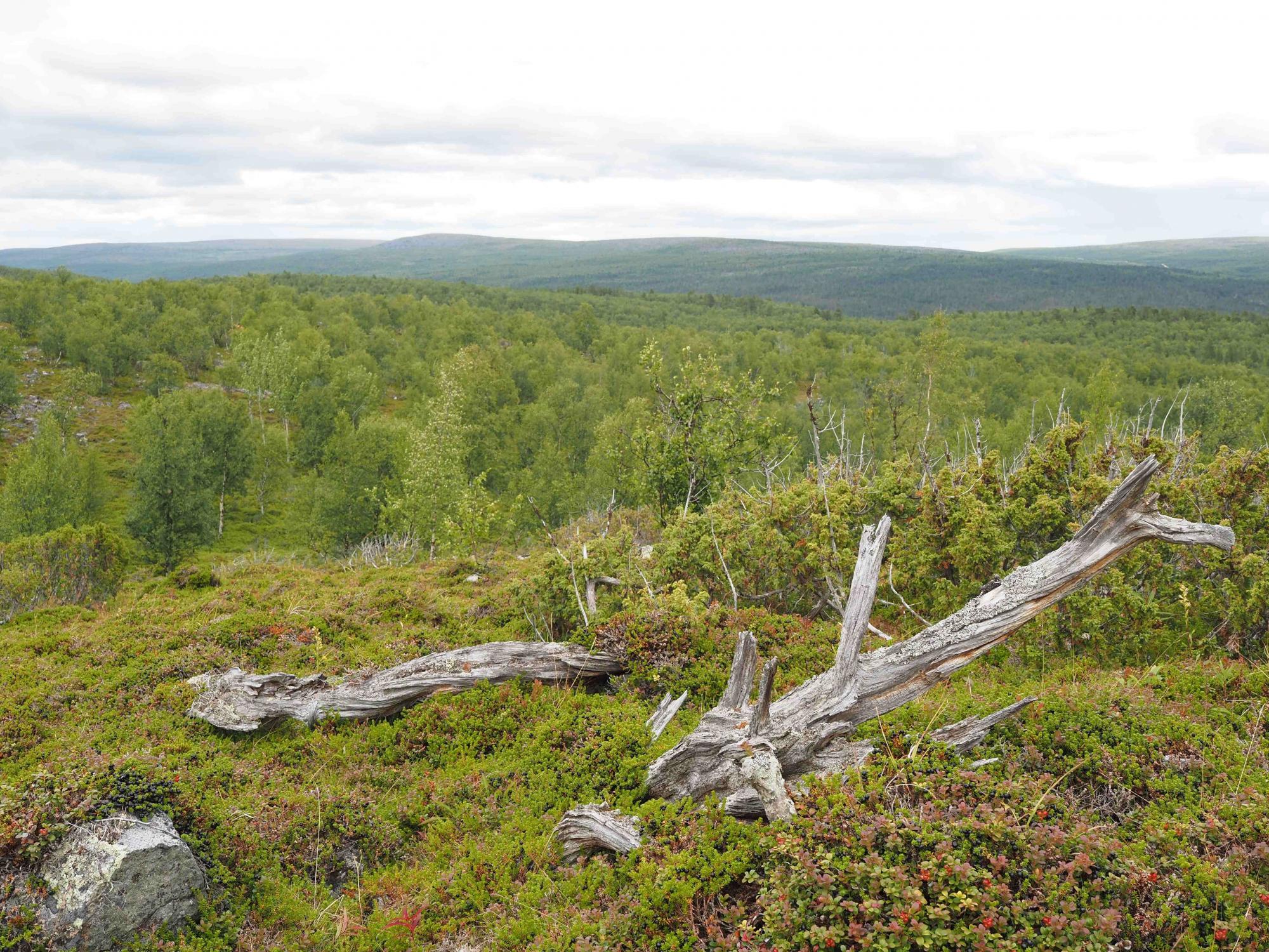 alberi morti a terra