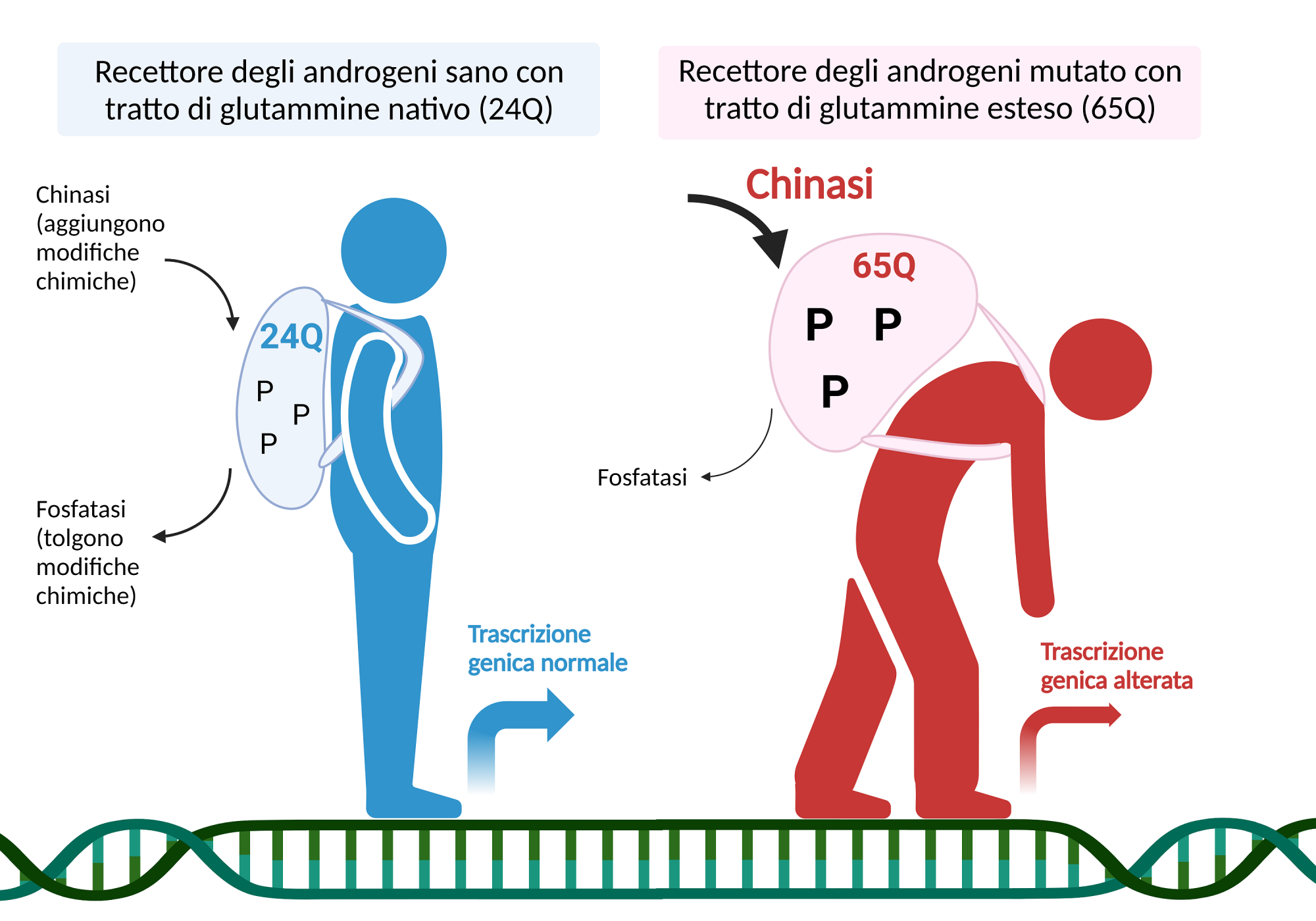 schema pennuto