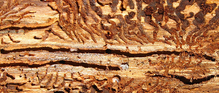 Wood infested by bark beetle