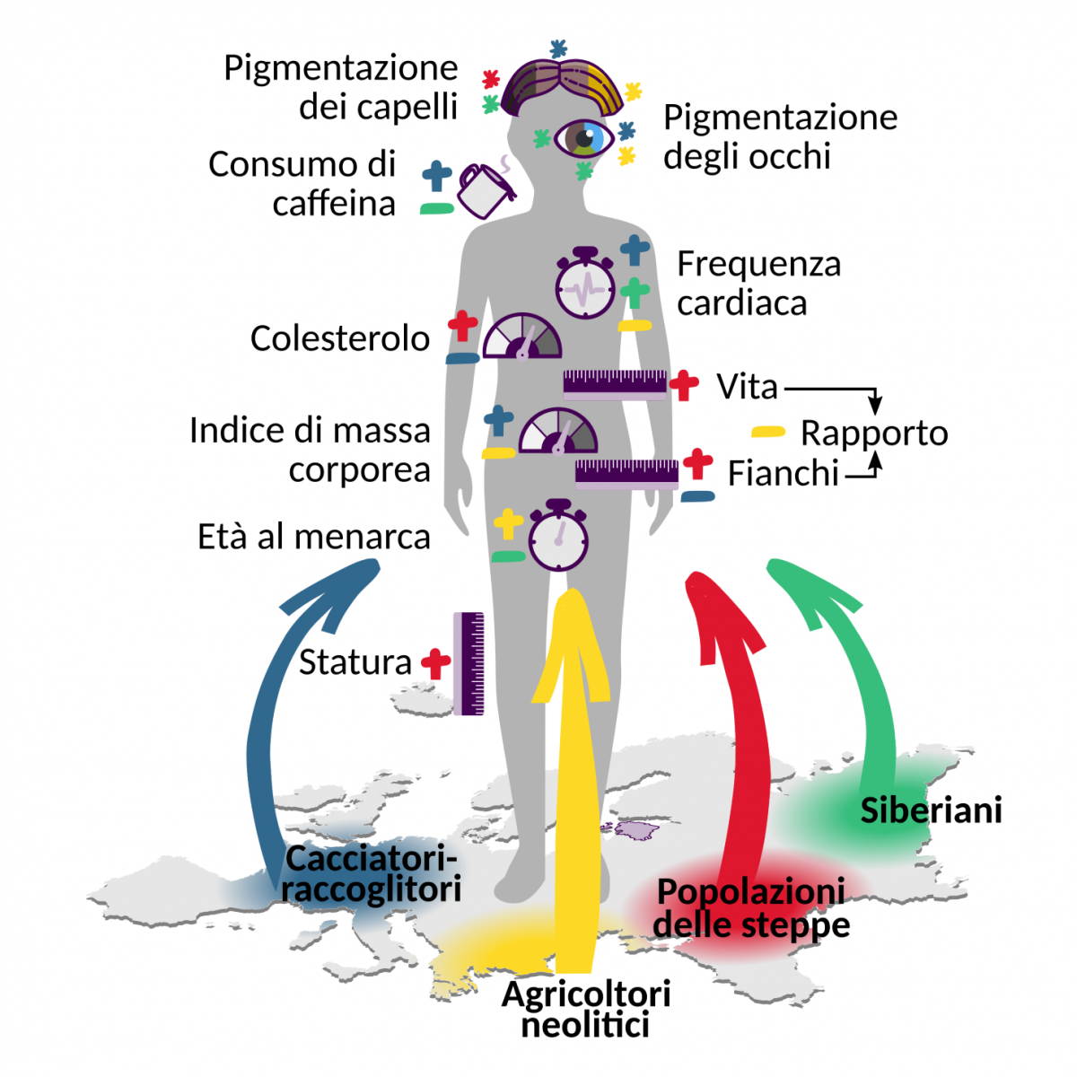 grafico uomo