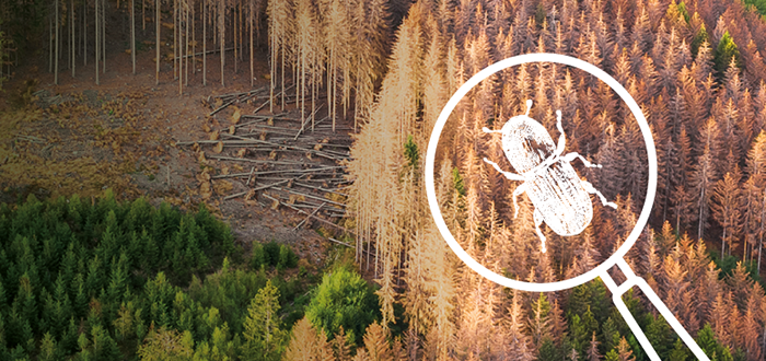 Woods infested by bark beetle