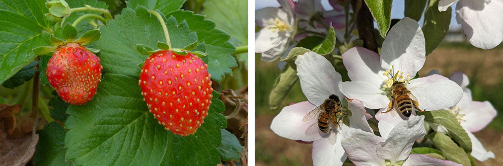 fragole e fiori e api