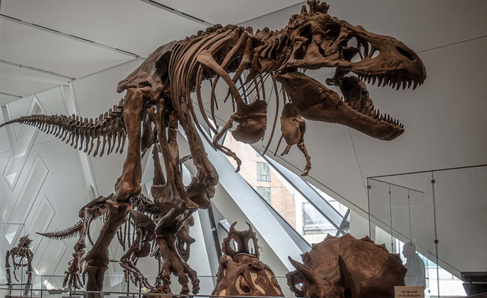 scheletro dinosauro