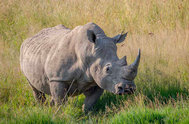 Collegamento a Salviamo il rinoceronte bianco con il progetto 'BioRescue'