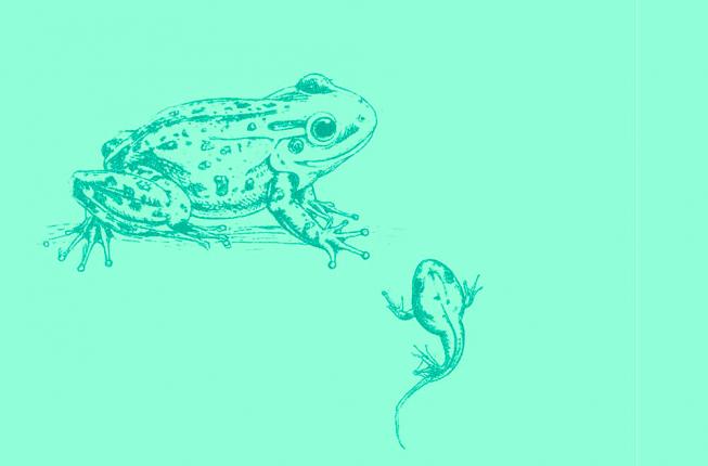 Collegamento a I Racconti della Natura al Museo della Natura e dell'Uomo