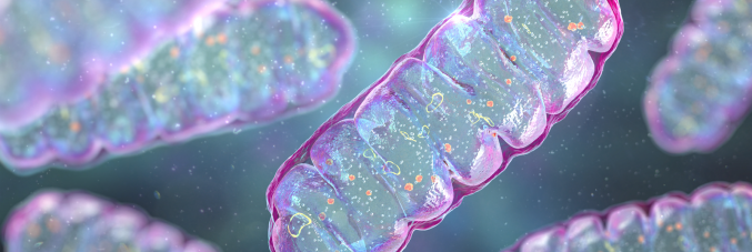 mitochondrial