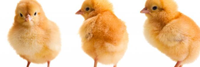 chicks