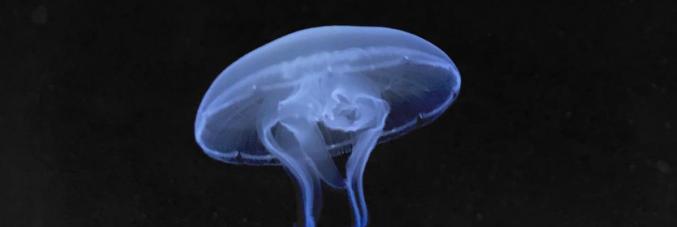 picture of jellyfish of the species Aurelia