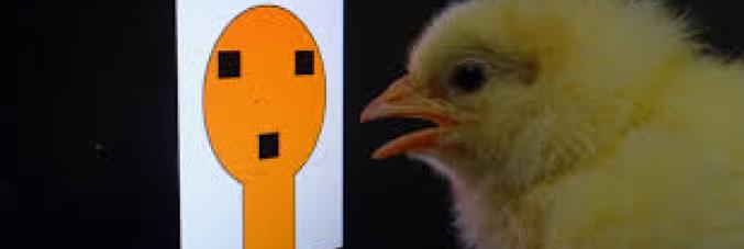 pulcino difronte immagine cartonata