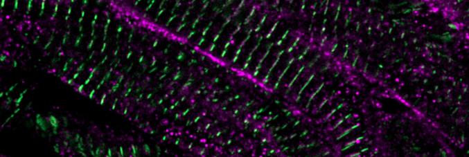 muscoli zebrafish