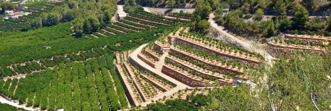 Coltivazione di arancio su terrazzamenti in aree ad alta pendenza a Valencia (Spagna)