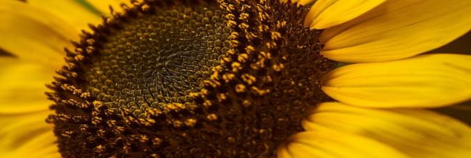 girasole