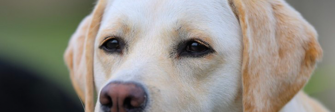 labrador
