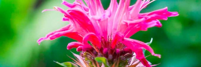fiore della Monarda didyma L
