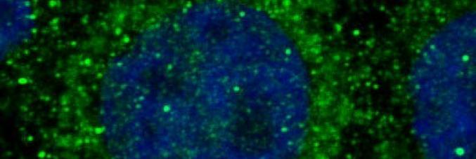 cell