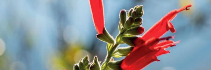 salvia