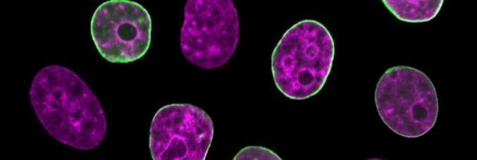 cellule