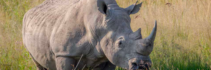 rhino