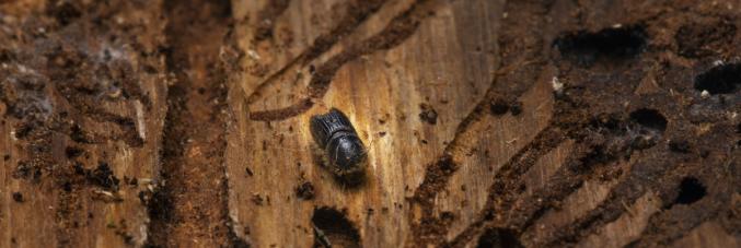 beetle