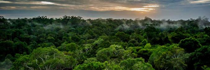 Amazon rainforest photos